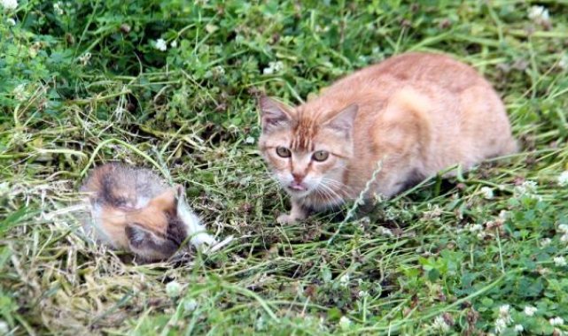 Kargaların yaraladığı yavru kedi için seferber oldular