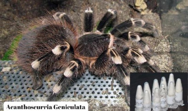 Kargo paketinde cam tüpler içinde 76 tarantula ele geçirildi