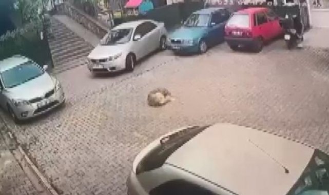 Kartal'da tepki çeken görüntü; otomobilin ezdiği köpek öldü