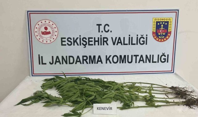 Kenevir yetiştiren şahıslara jandarma operasyonu