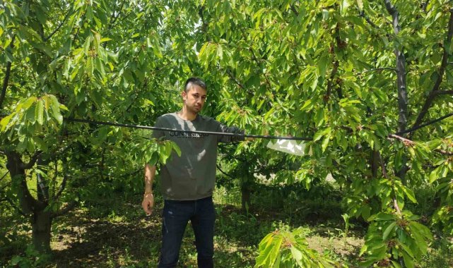 Kiraz bahçelerinde Akdeniz meyve sineğine karşı başlatılan mücadele sürüyor