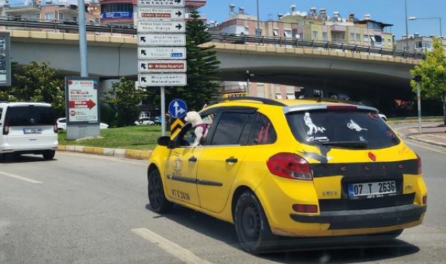 Köpeğin takside tehlikeli yolculuğu kamerada