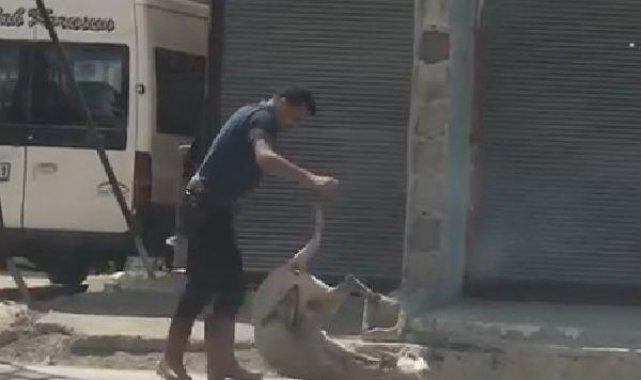Koyunu darbedip bayılttı