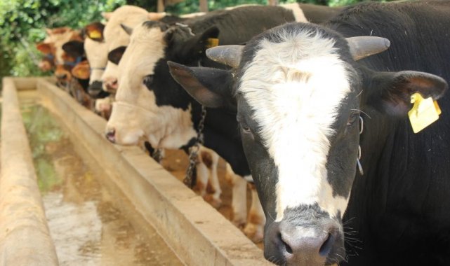Kurban etlerinin işlenmesi ve muhafazası