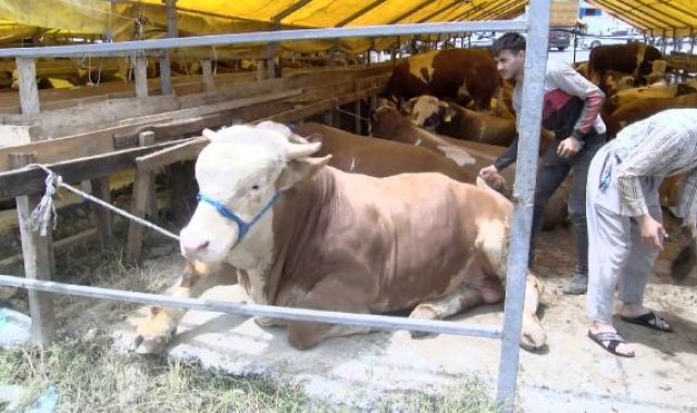 Kurban pazarlarının gözdesi boğalar oldu; 1 ton 400 kiloluk gürkan 190 bin liraya satıldı