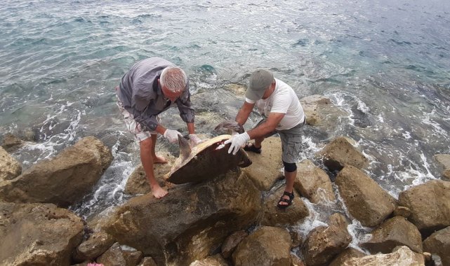 Kuşadası'nda caretta caretta cinsi deniz kaplumbağası kıyıya vurdu