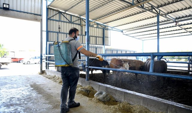 Kuşadasi'nda sivrisinek ve haşerelere karşı düzenli ilaçlama sürüyor