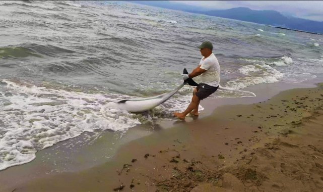 Kuşadası'nda yunus vakaları devam ediyor