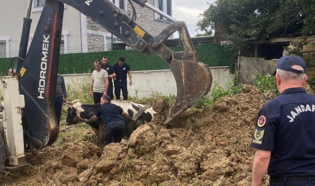Kuyuya düşen büyükbaş, kepçeyle kurtarıldı