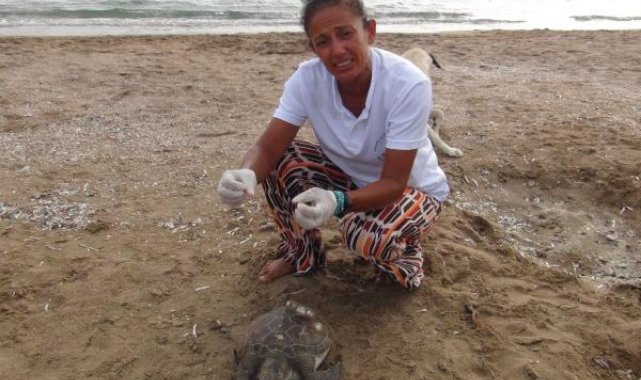 Manavgat'ta bir haftada 5 ölü deniz kaplumbağası sahile vurdu