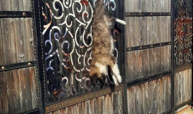 Manisa'da bağ evinin kapısına asılı ölü köpek bulundu