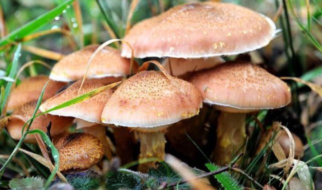 Mantar zehirlenmeleri artıyor; 16 saat sonra belirti veriyor