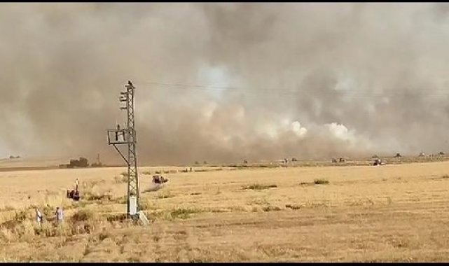 Mardin'de 300 dönüm ekili buğday yandı