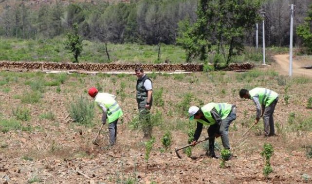Marmaris'te yangın sonrası yeniden yeşeren alan havadan görüntülendi