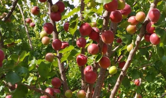 Mersin'de kayısının kilosu 8 liraya kadar düştü