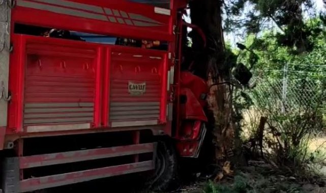 Mersin'de meyve yüklü kamyonet ağaca çarptı: 1 ölü, 6 yaralı