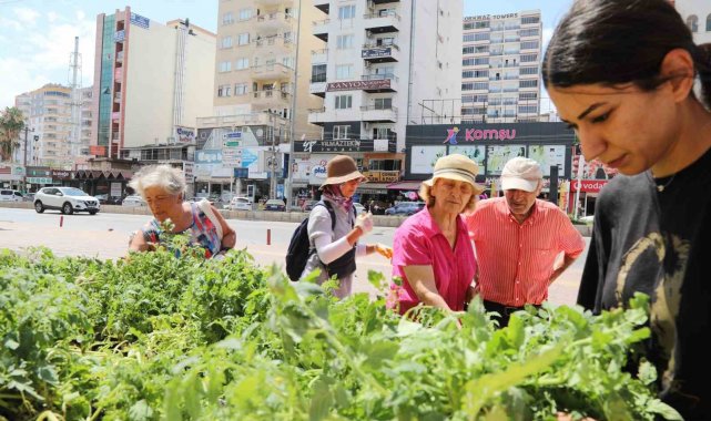 Mezitli Belediyesinden vatandaşlara sebze fidesi
