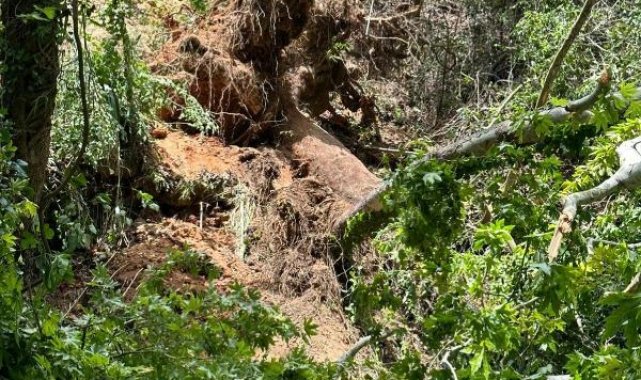 Muğla'da turistlerin üzerine ağaç devrildi: 1 ölü, 2 yaralı