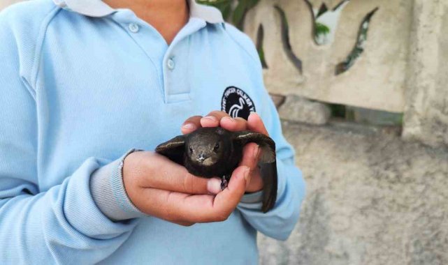 Ömrünü havada geçiren ebabil kuşu yaralı halde bulundu
