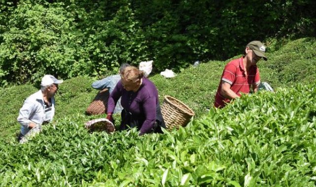 Ordu'da çay hasadı başladı
