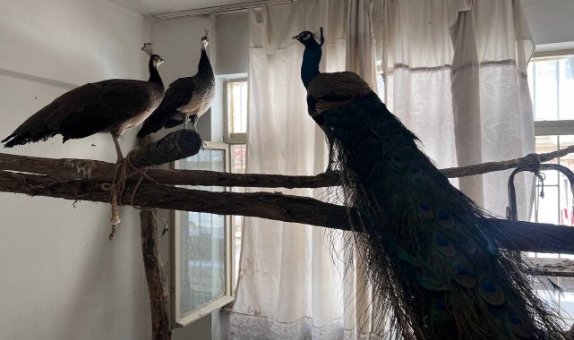 Ordu'da Hint tavus kuşu besleyen kişiye ceza: 3 kuşa el konuldu