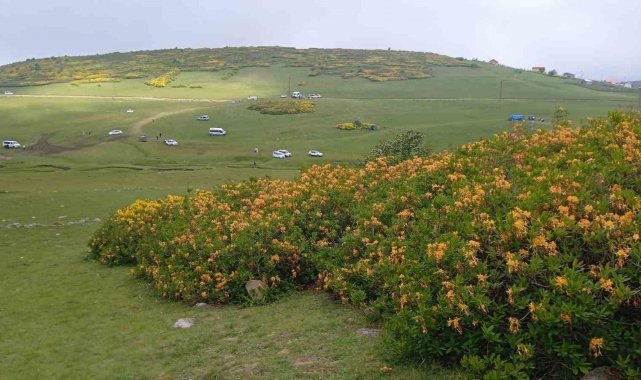 Ordu'da orman gülleri açtı, yaylalar sarıya boyandı