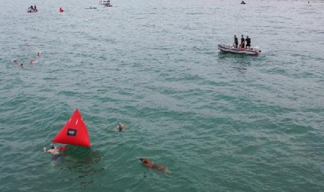 Ordu'da sokak köpeği, yarışmacılarla yüzdü