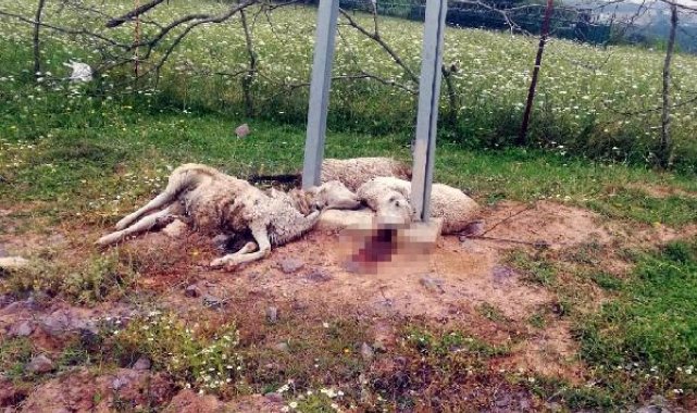 Otlarken akıma kapılan 3 koyun öldü