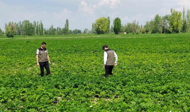 Patates üreticilerine bitki hastalıklarına karşı uyarı