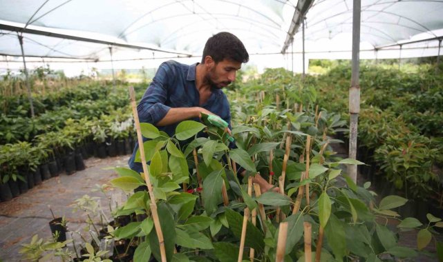 Portakal ağaçları arasında avokado üretimine başladı, şimdi ihracat aşamasında