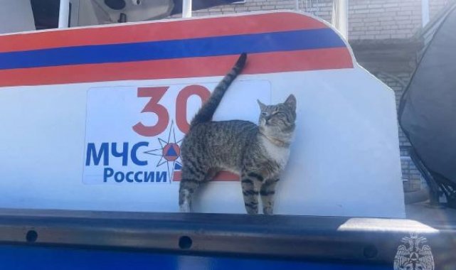 Rusya'da otomobil denetim merkezine gelen kediye 'Müfettiş' adı verildi