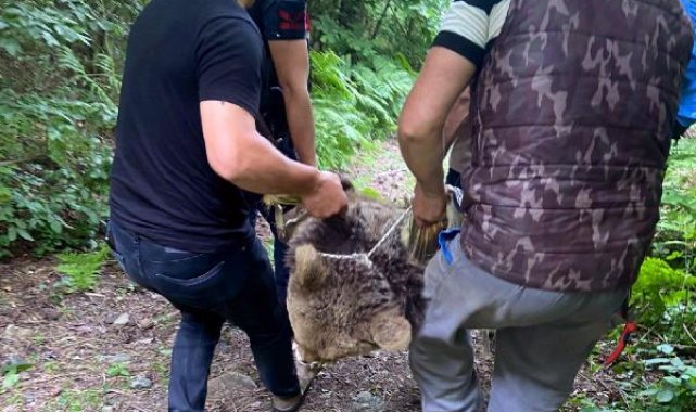 Sakarya'da kapana yakalanan ayı kurtarıldı