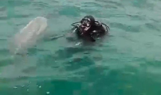 Sarıyer'de balıkçıların ağına takılan yunusu Sualtı Arama Kurtarma Timi kurtardı
