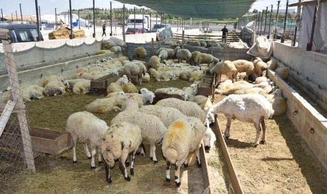 Selçuklu'da kurban satış ve kesim yerleri hazır