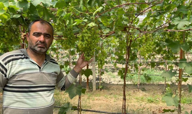 Serada erkenci üzüm yetiştirdi ilk ürünler ikram olacak