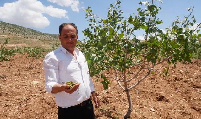 Siirt'te dolu, 'yeşil altın'ı vurdu