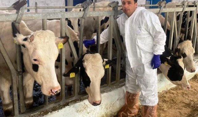 Simav'da ithal edilen hayvanların karantina, aşılama ve kan alma işlemleri