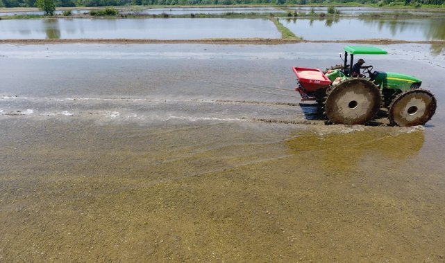 Sinop çeltiğinde tohumlar suyla buluşmak için hazırlanıyor