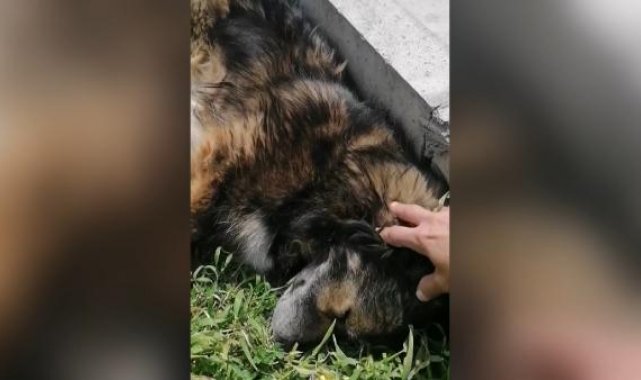 Sokağa atıldı, hayata küstü gönüllüler sayesinde Fransa'dan sahiplenildi