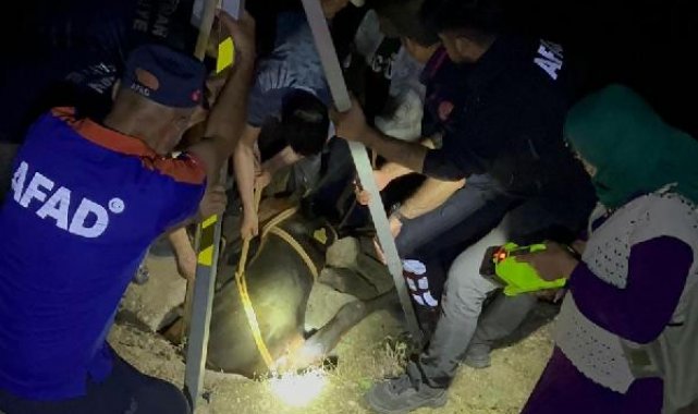 Su kuyusuna düşen inek, 3 saatte kurtarıldı