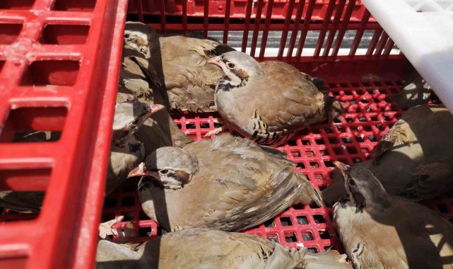 Süneyle mücadele için doğaya 2 bin keklik salındı