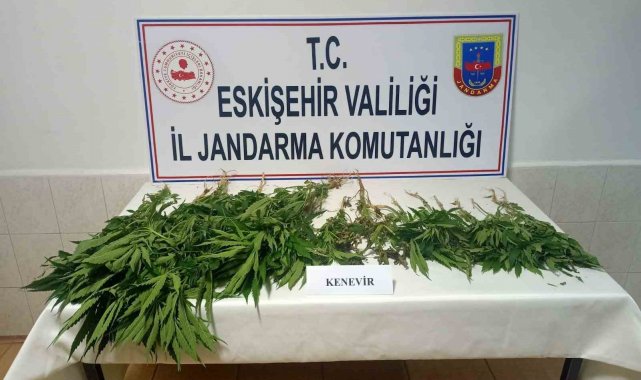 Şüpheli şahısların ev ve eklentilerinde 38 kök kenevir bitkisi bulundu