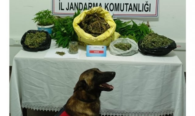 Şüpheli şahsın evinde 223 kök kenevir ve 1 kilo 895 gram kubar esrar ele geçirildi