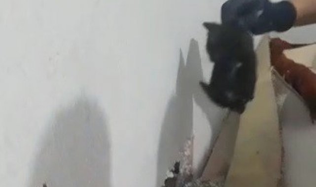 Tavşanlı'da iki duvar arasında sıkışan yavru kedi, itfaiye ekiplerince kurtarıldı