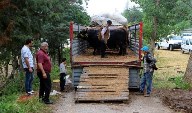 Tokat'tan kurbanlıklar yola çıkmaya başladı