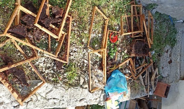 Trabzon'un o ilçesinde ayı kabusu sürüyor