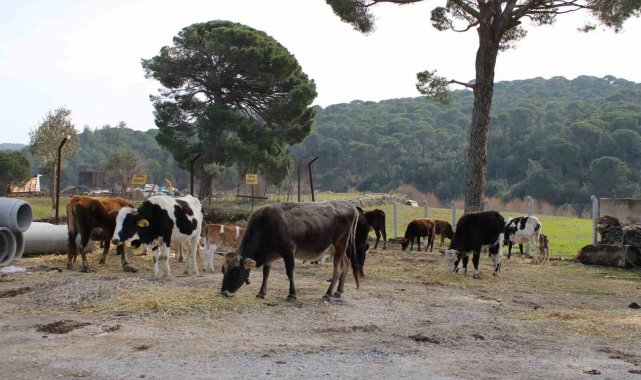 Yangınsavar inekler, askeri alanı yangından korumak için otluyor