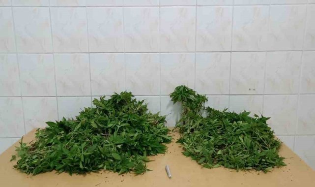 Yasadışı kenevir yetiştiren iki şüpheli adli kontrolle serbest kaldı