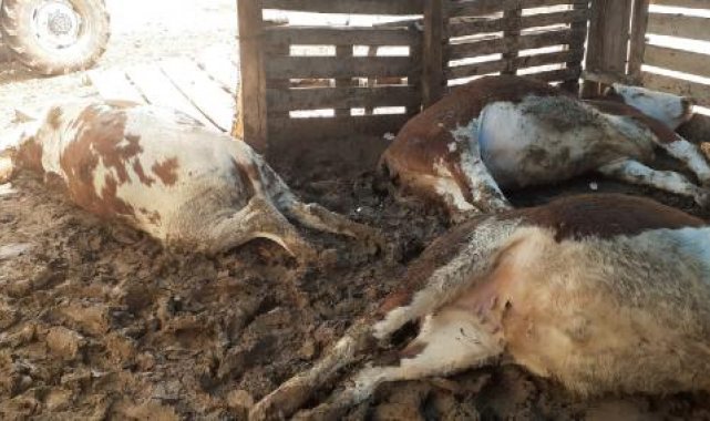 Yıldırım düştü; depremzedenin 5 büyükbaş hayvanı öldü