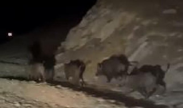 Yüksekova kırsalında domuz sürüsü görüntülendi